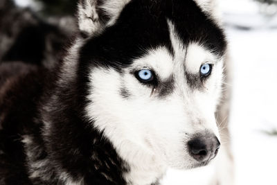 Close-up portrait of a dog