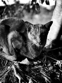 Close-up of cat sitting outdoors