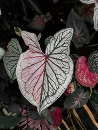 Close-up of red leaves on plant