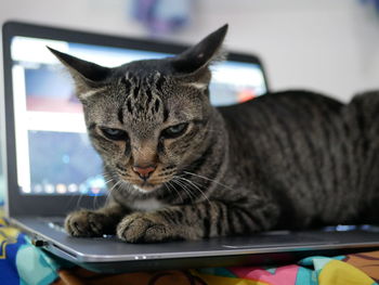 Close-up of a cat