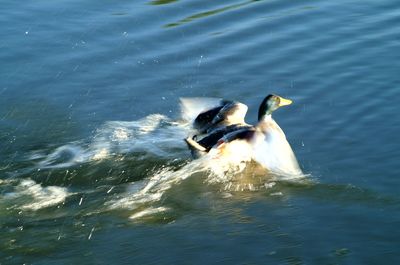 Fish swimming in sea