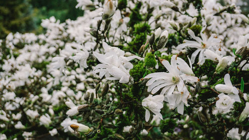 Close-up of white cherry blossom