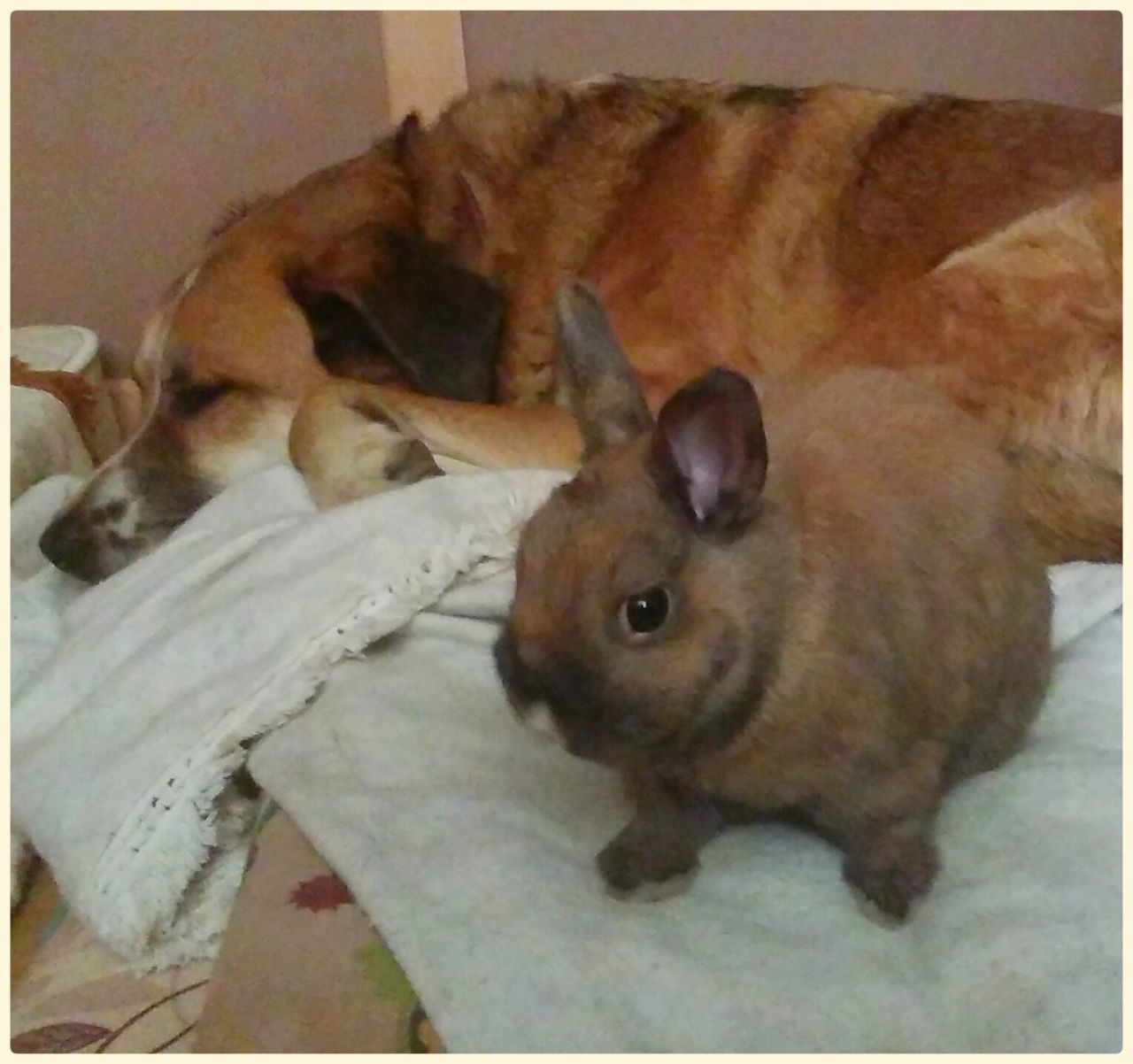 CLOSE-UP OF BROWN DOG AT HOME AT BLANKET