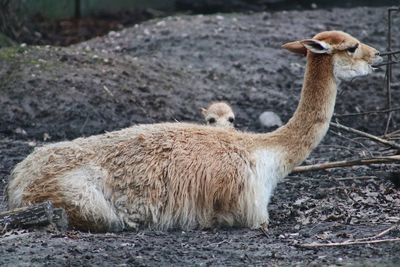 Close-up of sheep