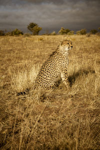 View of a cat on field