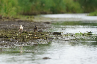 Birds in a lake