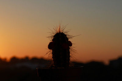 Close-up of lizard against sky at sunset