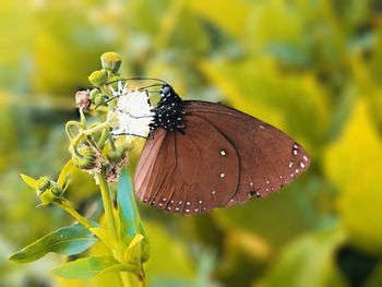Close-up of butterfly pollinating on flower