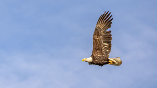 Low angle view of eagle flying against sky