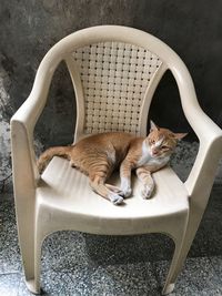 Cat sitting in box