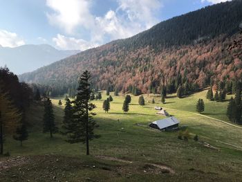 Scenic view of trees on field against sky