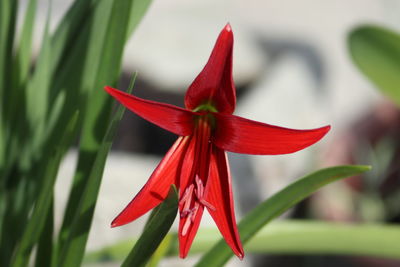 Sprekelia flower. uncommon flower, known also as aztec lily from my mother's garden.
