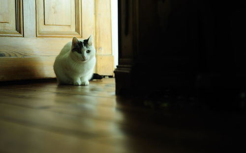 Cat sitting on floor at home