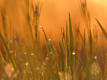 Close-up of dew drops on grass during sunset