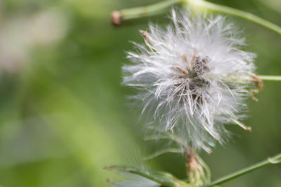 Close-up of dandelion flower