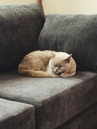 Cat sitting on sofa