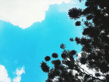 Low angle view of trees against blue sky