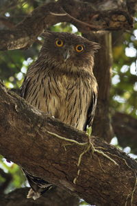 Low angle view of owl perching on tree