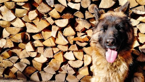 Close-up of dog on wooden logs