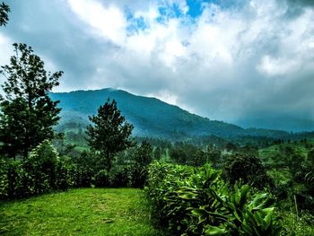 Scenic view of grassy field against cloudy sky