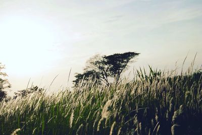 Plants growing on field