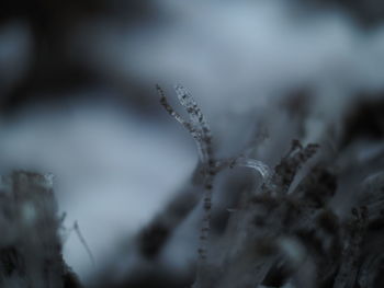 Close-up of frozen plant