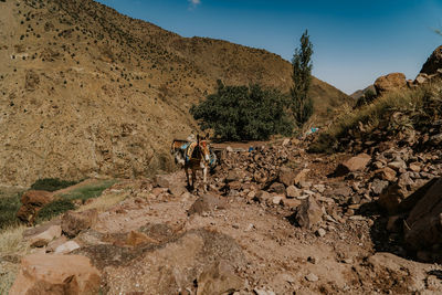 Donkey on rock against mountain