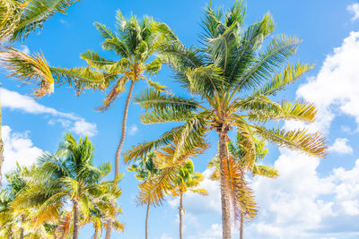 Low angle view of coconut palm tree against sky