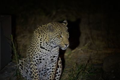 Close-up of cat looking away