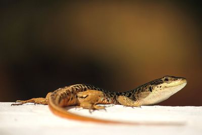 Close-up of lizard on white retaining wall