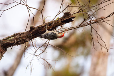 Close-up of butterfly perching on branch