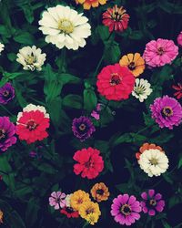 High angle view of flowers blooming outdoors