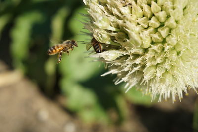 Close-up of bee pollinating on flower