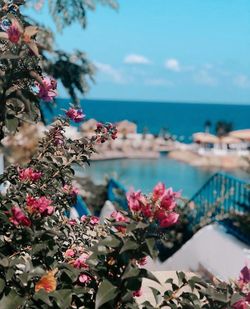 Pink flowering plants by sea against sky