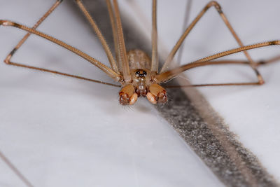 Close-up of spider on table