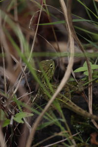 Full frame shot of grass