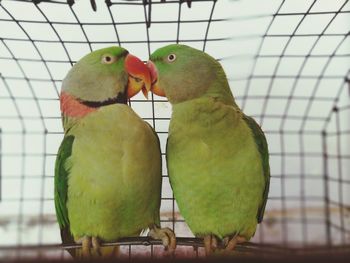 Close-up of parrot perching in cage