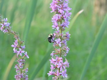 Close-up of bee pollinating on purple flowers