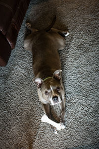 High angle portrait of dog at home