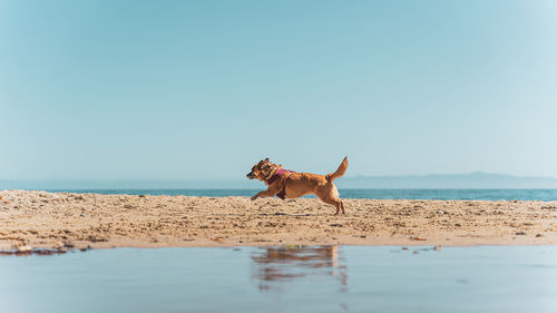 Side view of dog running at beach against clear sky