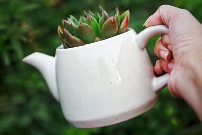 Cropped hand of woman holding succulent plant in teapot