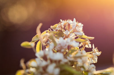 Close-up of cherry blossom