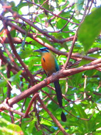 Low angle view of bird perching on tree