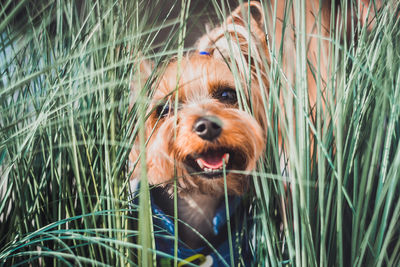 Portrait of dog on field