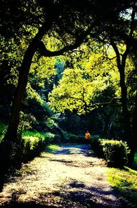 Footpath in forest