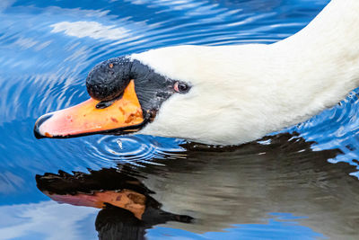 Close-up of swan swimming in lake