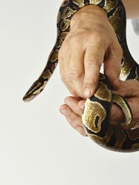 Close-up of man holding hands over white background