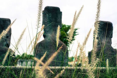 Close-up of stalks in field against sky