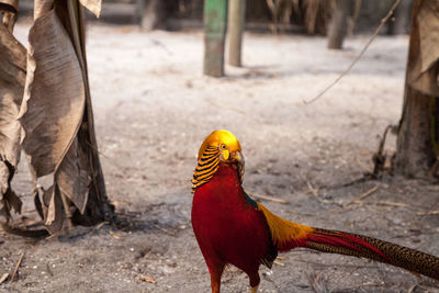 Close-up of a bird