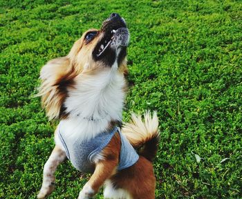 Dog on field